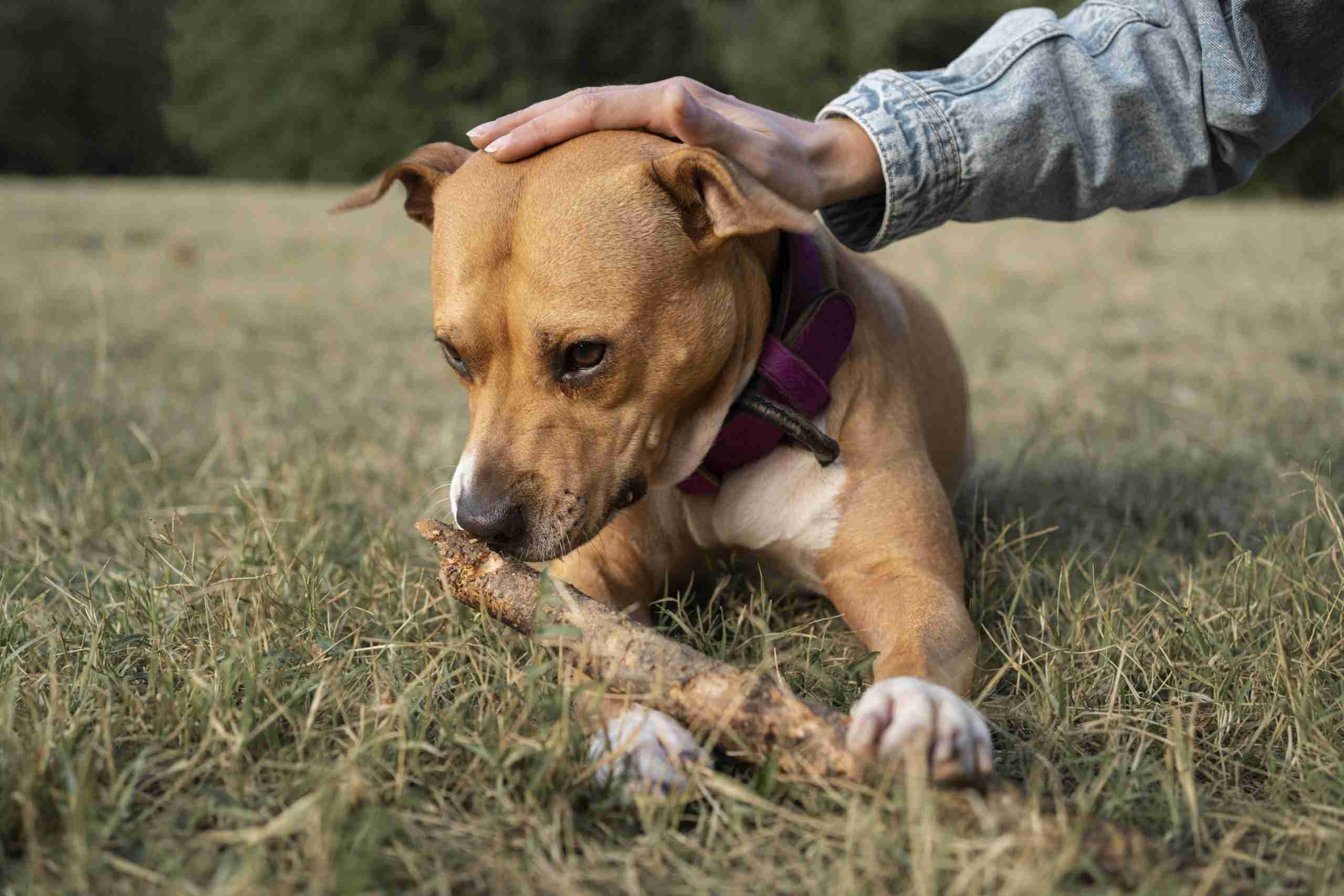 Understanding Dog Arthritis
