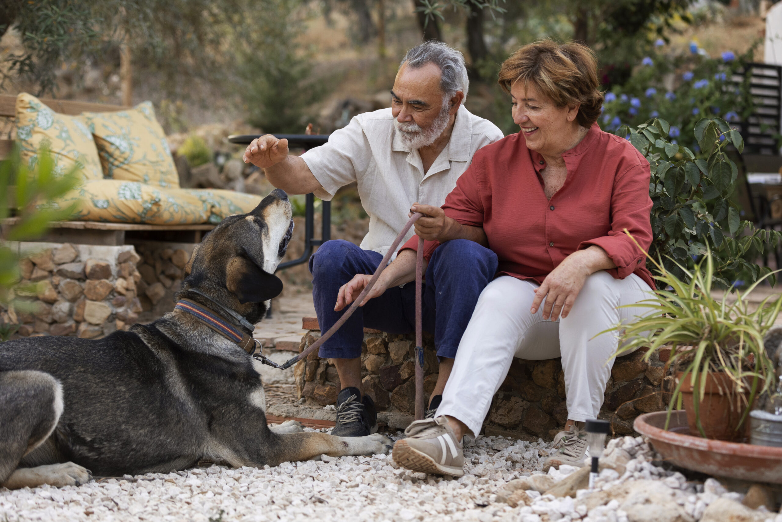 Senior dog walking with CBD support